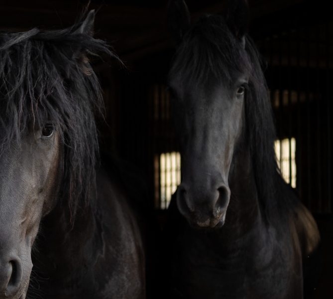 Horse2
