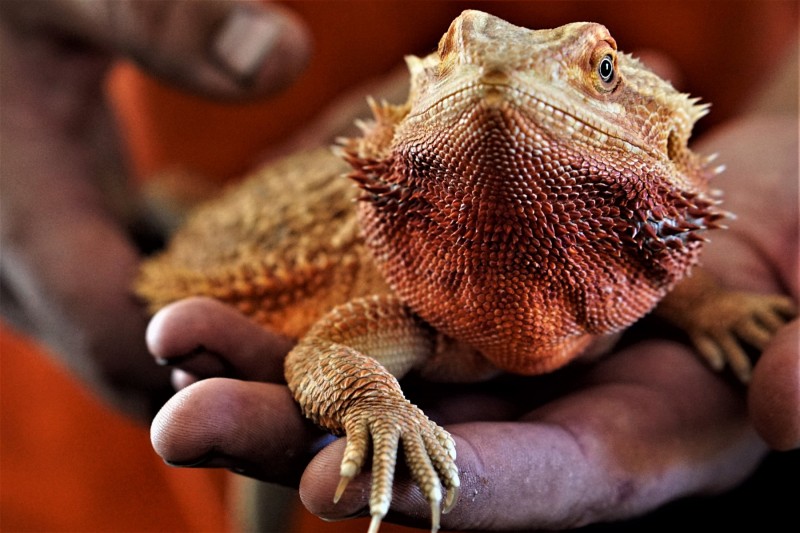 Lizard