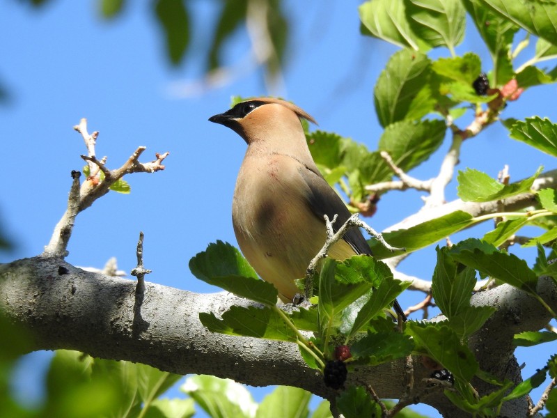 a-Cedar-Waxwing